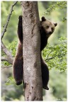 Orso Orso