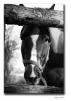 cavallo cavallo