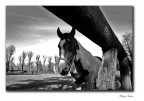 cavallo cavallo