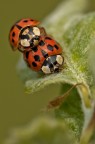 Per il continuo della specie. Per il continuo della specie.