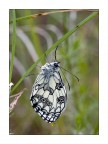 Melanargia galathea