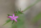 Riservata ai nostalgici della semplicit�. Fiore "botton d'oro" ripreso con Canon EOS 10D, macro 100 mm con tubo estensore, fotoritocco con Photoshop (aumento della luminosit� e sostituzione dell'originale giallo dei petali con un tenue viola).