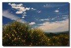 Ginestra in fiore Ginestra in fiore