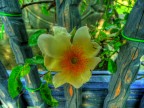 rosa rosa