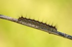 Trichiura crataegi Trichiura crataegi