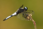 celestina celestina