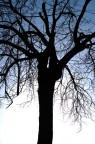 Silouette Silouette