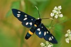Syntomis phegea Syntomis phegea