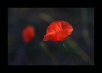 rosso di sera rosso di sera