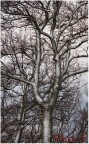 Albero argentato Albero argentato