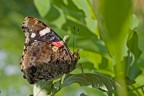 vanessa atalanta vanessa atalanta