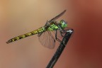 libellula libellula