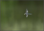 libellula in volo libellula in volo