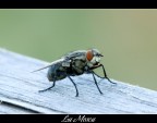 La mosca La mosca