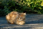 Gatto arruffato Gatto arruffato