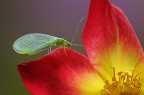 Insetto verde su velluto rosso Insetto verde su velluto rosso