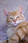 My grandfather's cat... My grandfather's cat...