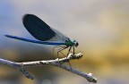 libellula 2 libellula 2