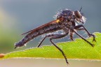 Asilidae