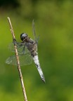 Prima libellula