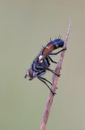 Cylindromya brassicaria Cylindromya brassicaria