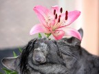 bouquet di fiori e gatti bouquet di fiori e gatti