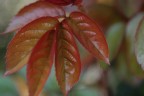Foglie rosse Foglie rosse
