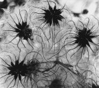 Analogica, stampa ai sali d'argento su carta baritata, anno ripresa:1982, anno stampa:2003, misure:40.4x35.8