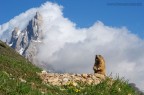 Marmotta sotto le Pale di S. Matrino Marmotta sotto le Pale di S. Matrino