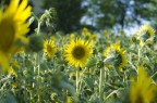 Campo di girasoli Campo di girasoli