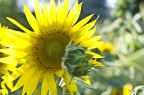 Girasole