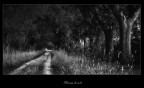 Following the path Following the path