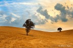 Two trees on the Hill Two trees on the Hill