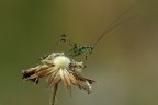 Autoritratto Autoritratto