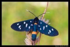 Amata phegea Amata phegea