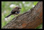 Garrulus glandarius Garrulus glandarius
