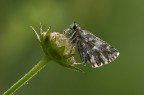 Pyrgus malvoides Pyrgus malvoides