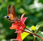 Preso Preso