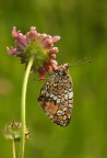 Melitaea athalia