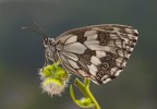 Melanargia galathea Melanargia galathea