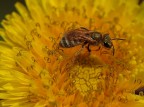 giallo oro giallo oro
