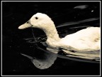 Quack! Quack!