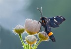 Amata phegea Amata phegea