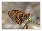 Melitaea didyma