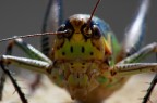 alla carica alla carica