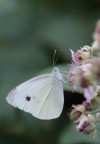 bianchina bianchina