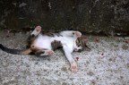 MY CAT MY CAT
