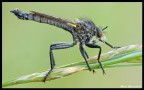 Asilidae