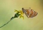 melitaea