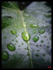 Rain drops